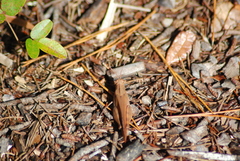 Spharagemon crepitans