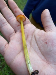 Hygrocybe