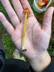Hygrocybe