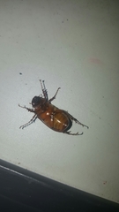 Phyllophaga