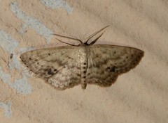 Scopula aemulata