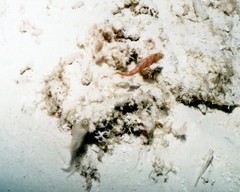Coryphopterus glaucofraenum