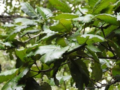 Quercus purulhana