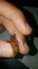 Phyllophaga