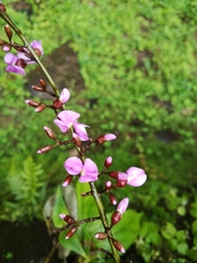 Lonchocarpus heptaphyllus