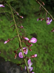 Lonchocarpus heptaphyllus