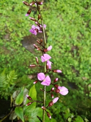 Lonchocarpus heptaphyllus