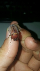 Phyllophaga