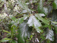 Quercus purulhana