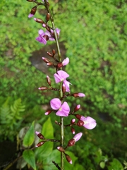 Lonchocarpus heptaphyllus