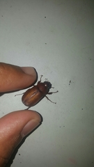 Phyllophaga