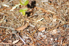 Spharagemon crepitans