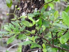 Psychotria erythrocarpa