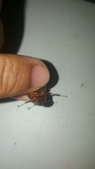 Phyllophaga