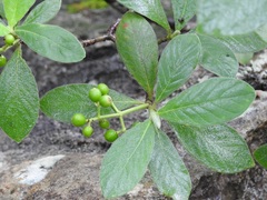 Psychotria erythrocarpa