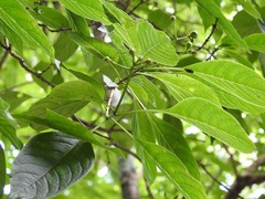 Palicourea pubescens