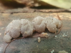 Exidia novozealandica