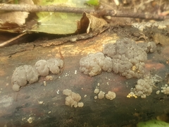 Exidia novozealandica