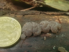 Exidia novozealandica