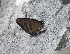 Cissia rubricata anabelae