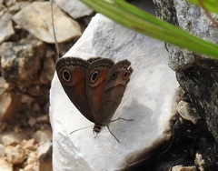 Cissia rubricata anabelae