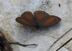 Cissia rubricata anabelae
