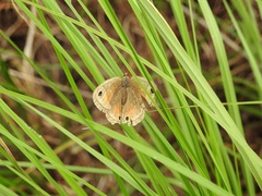 Cissia rubricata anabelae