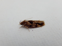 Barea melanodelta