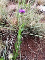 Pseudopegolettia tenella