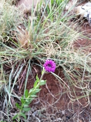 Pseudopegolettia tenella