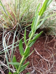 Pseudopegolettia tenella