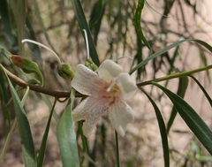 Eremophila bignoniiflora