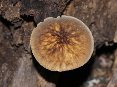 Pluteus granularis