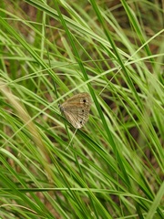Cissia rubricata anabelae