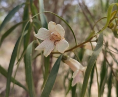 Eremophila bignoniiflora