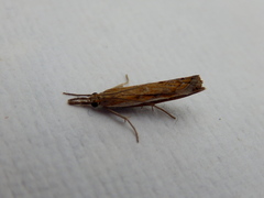 Ptochostola microphaeellus