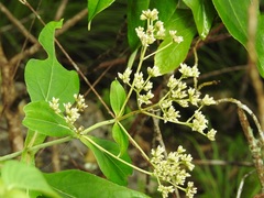 Desmanthodium perfoliatum