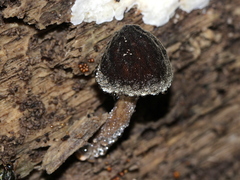 Pluteus granularis