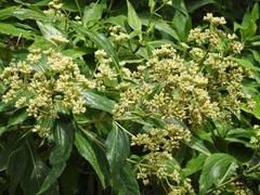 Desmanthodium perfoliatum