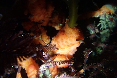 Metandrocarpa dura