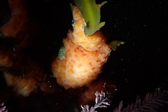 Metandrocarpa dura