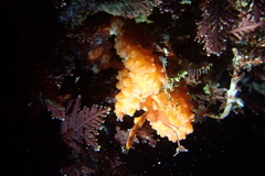 Metandrocarpa dura