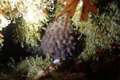 Antropora tincta