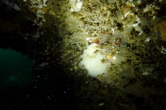 Clathrina coriacea
