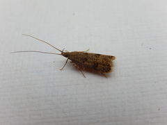 Lecithocera sobria
