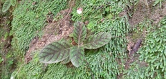 Gloxinia erinoides