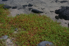 Sesuvium edmonstonei