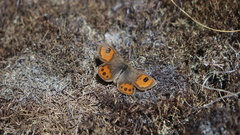 Argyrophenga antipodum