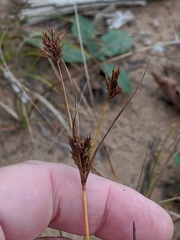Cyperus houghtonii