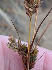 Cyperus houghtonii